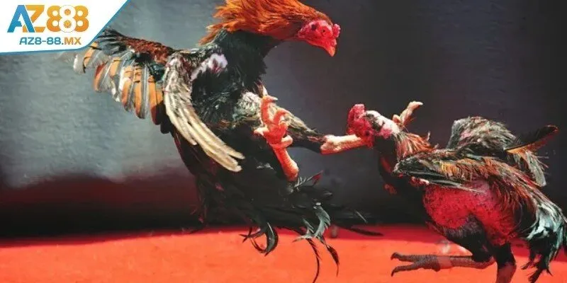 Chọn giống gà đá bo chất lượng