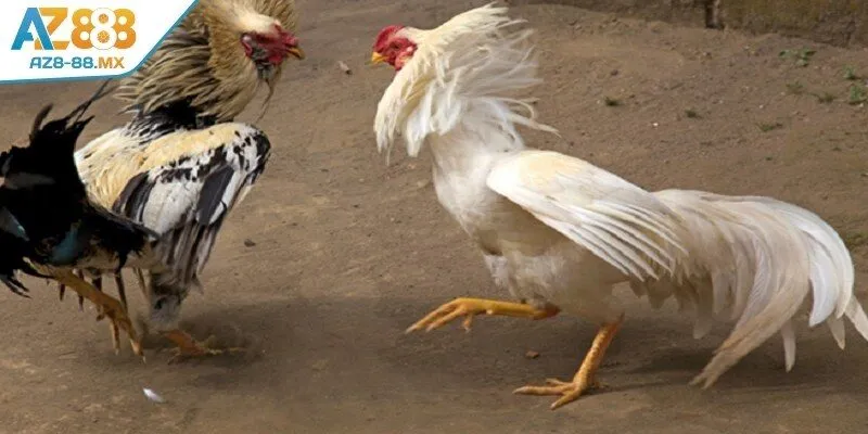 Một số thông tin về trường gà Savan
