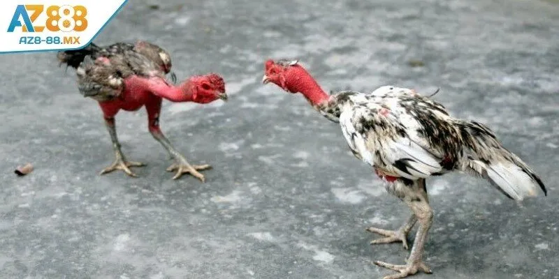 Các quy tắc trong luật đá gà bao gồm những gì cần biết